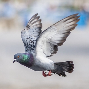 holub (pigeon)