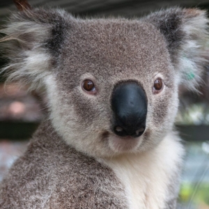 koala (koala)