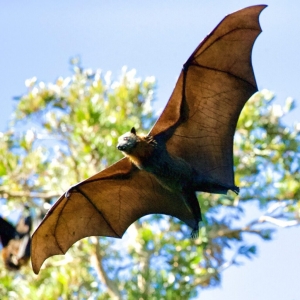 bat (netopýr)
