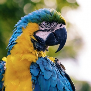 papoušek (parrot)