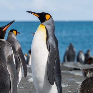 tučňák (penguin)