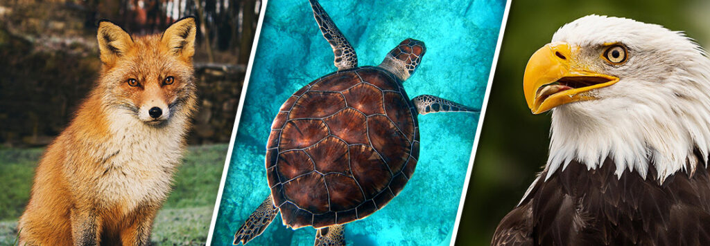Vocabulary Animals 2 Header