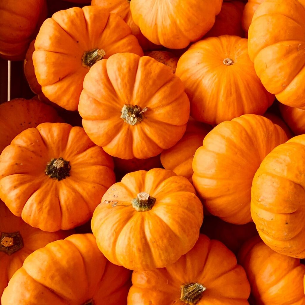 dýně (pumpkin)